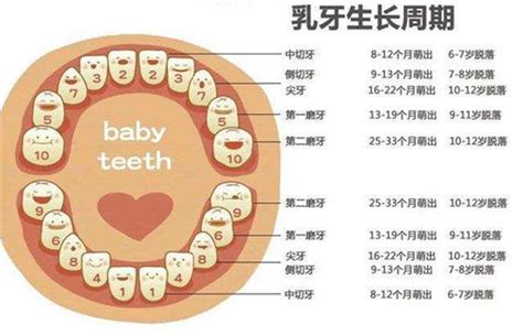 下牙|每颗牙齿的名字